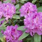 Rododendron Catawbiense Boursault