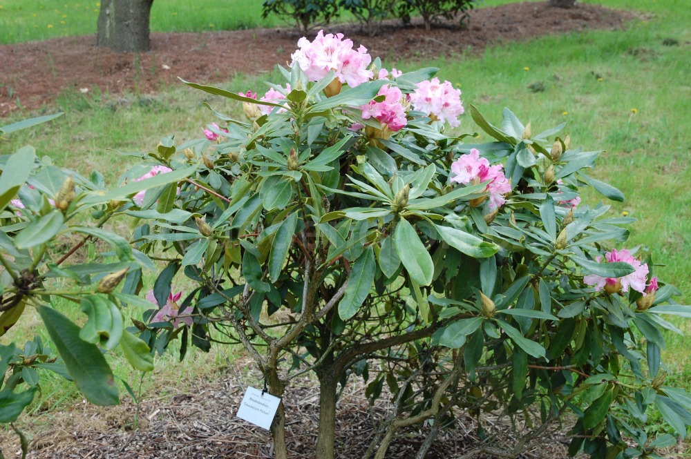 Rododendron Caucasium Pictum