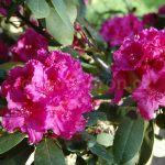 Rododendron Cla