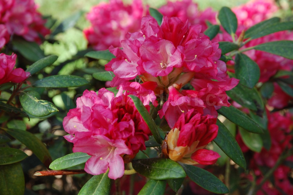 Rododendron Clivia