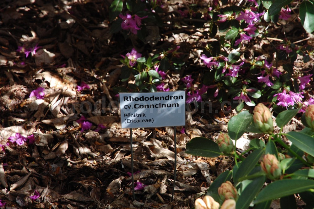 Rododendron Conncinum