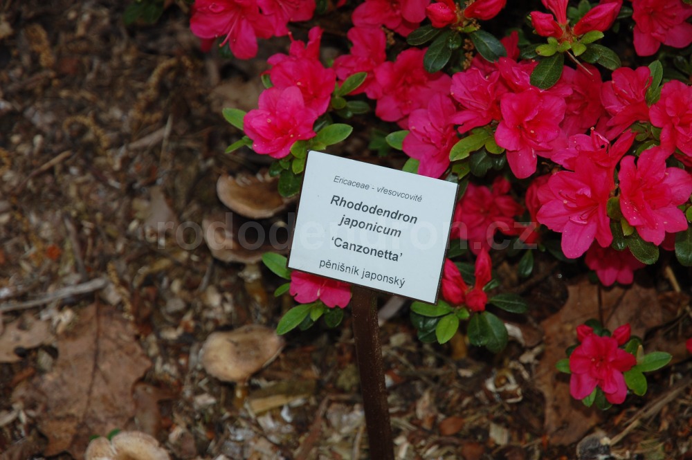 Rododendron Conzonetta
