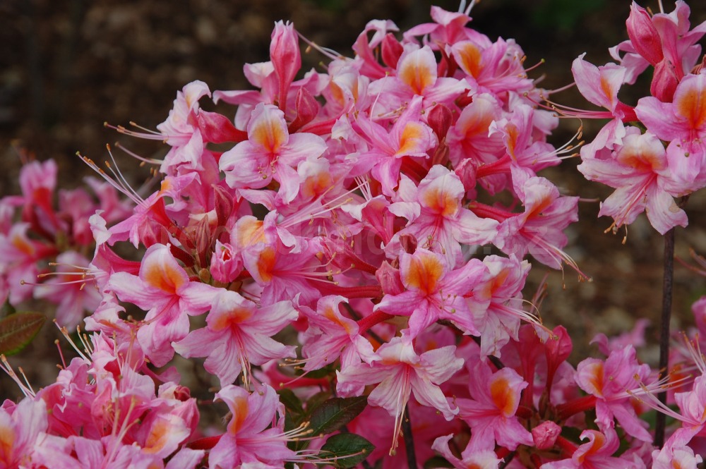 Rododendron Corneille