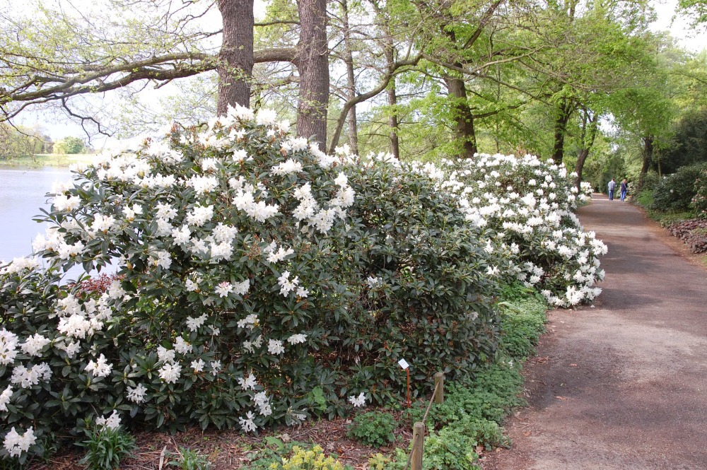 Rododendron Cunnighams White
