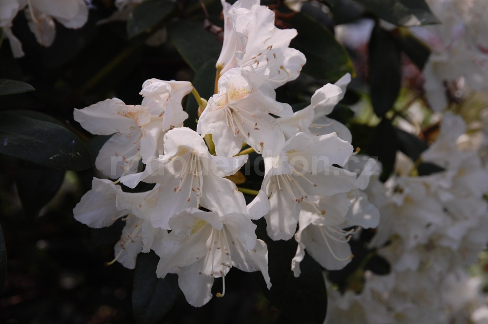 Rododendron Cunnighams White