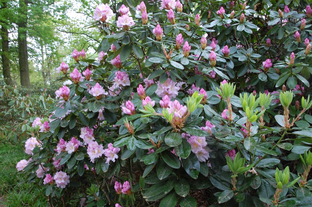 Rododendron Dagmar