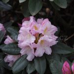 rododendron dagmar 4496