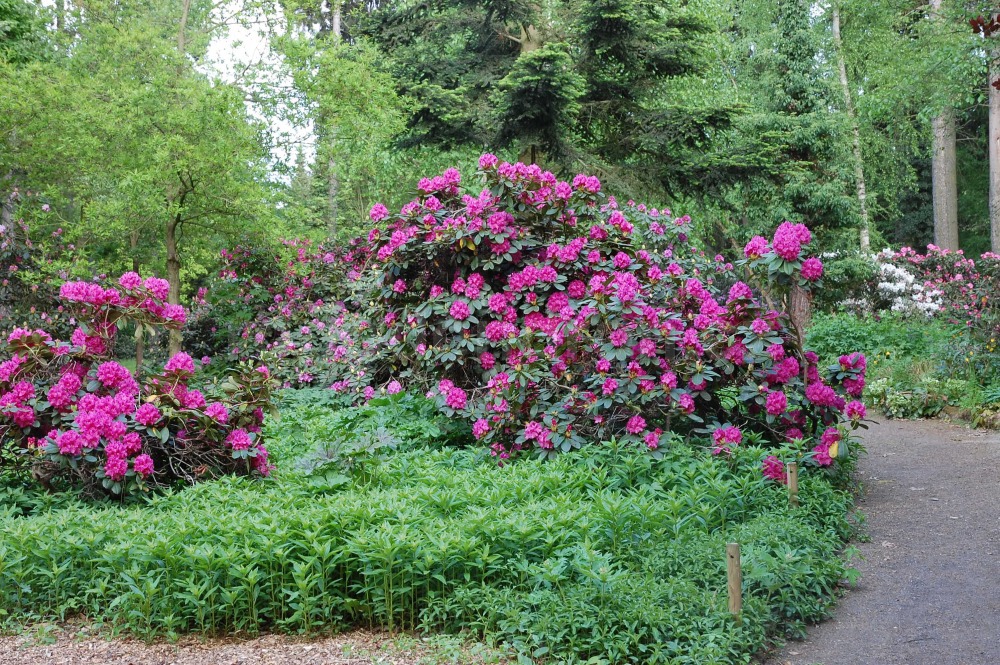 Rododendron Daisy