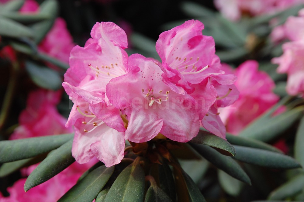 Rododendron Daniela