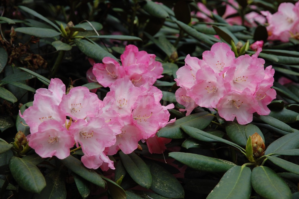 rododendron daniela 4526