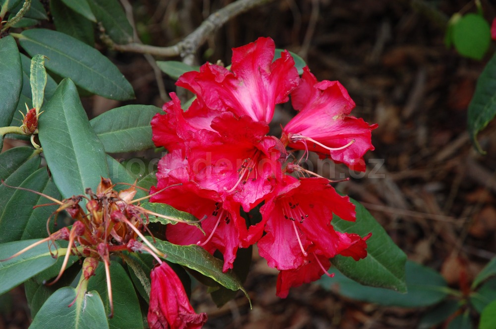 Rododendron Darjeeling Red