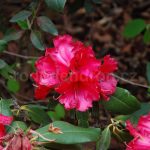 Rododendron Darjeeling Red
