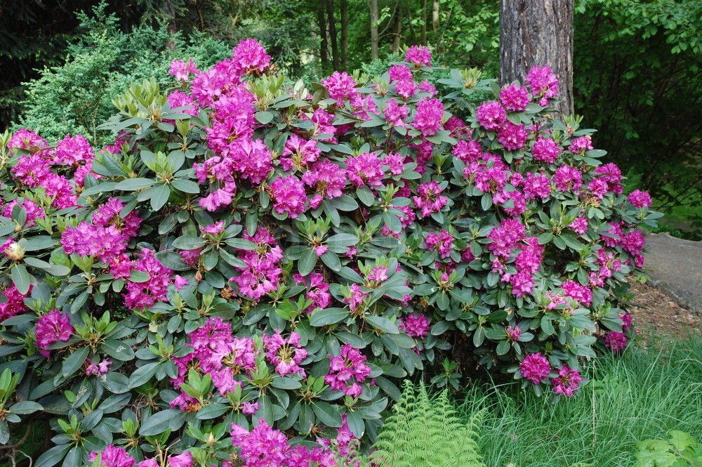 Rododendron Delila