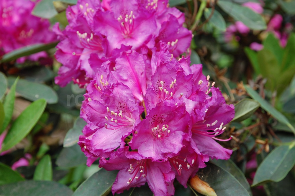 Rododendron Delila