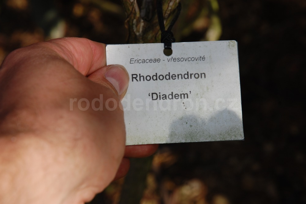 Rododendron Diadem