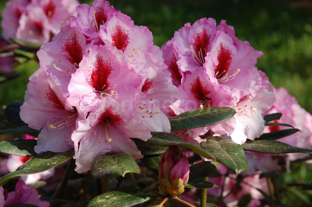 Rododendron Diadem