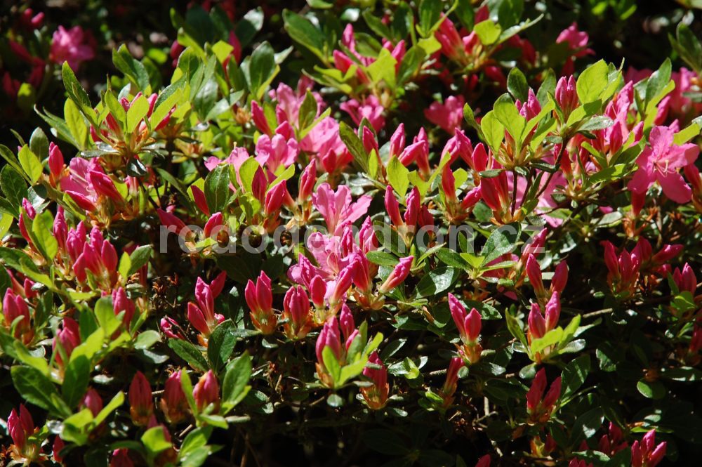 Rododendron Diamant Lachs Rosa