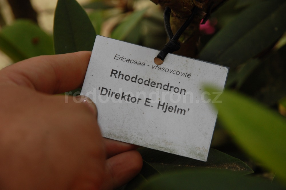 Rododendron Direktor E. Hjelm