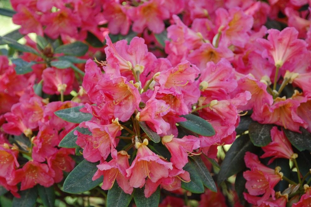 Rododendron Dolcemente