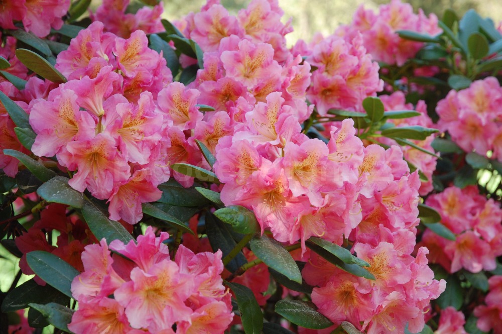 Rododendron Dolcemente