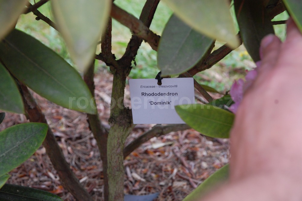 Rododendron Dominik