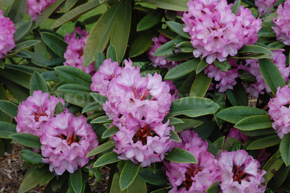 Rododendron Dominik