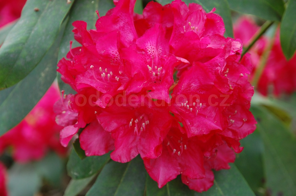 Rododendron Don Juan