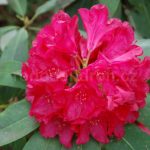 Rododendron Don Juan