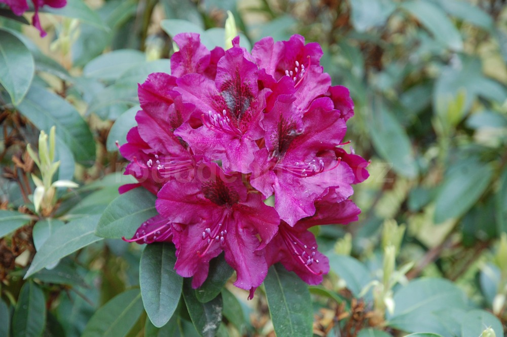 Rododendron Donator