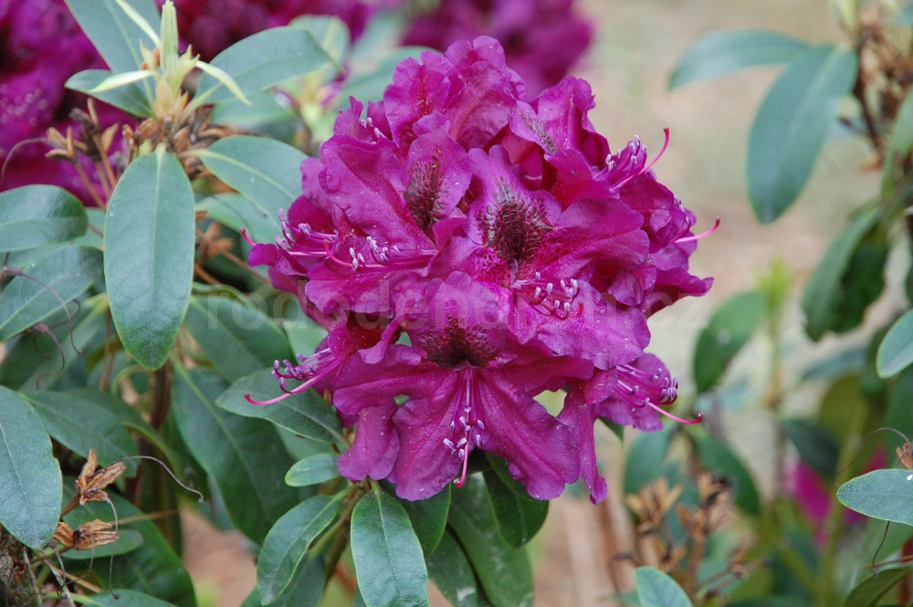 Rododendron Donator