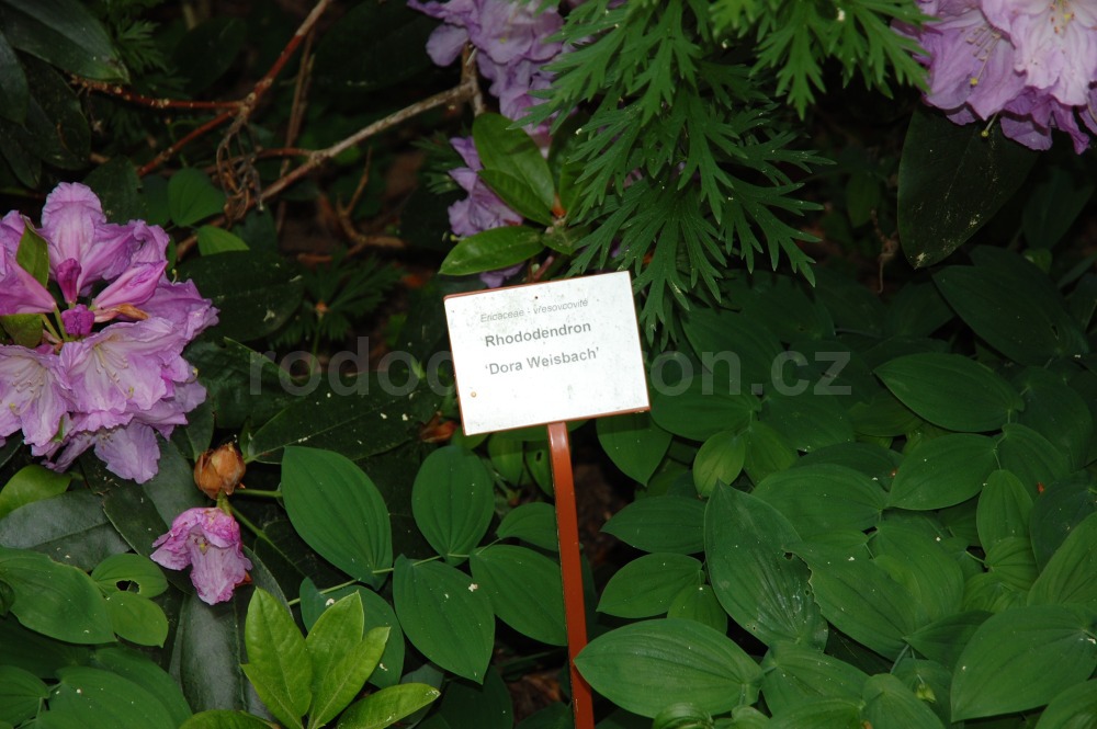 rododendron dora weisbach 4647