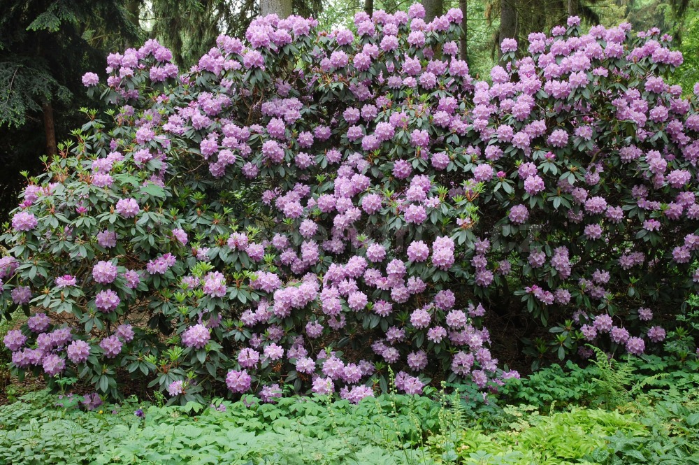 Rododendron Dora Weisbach
