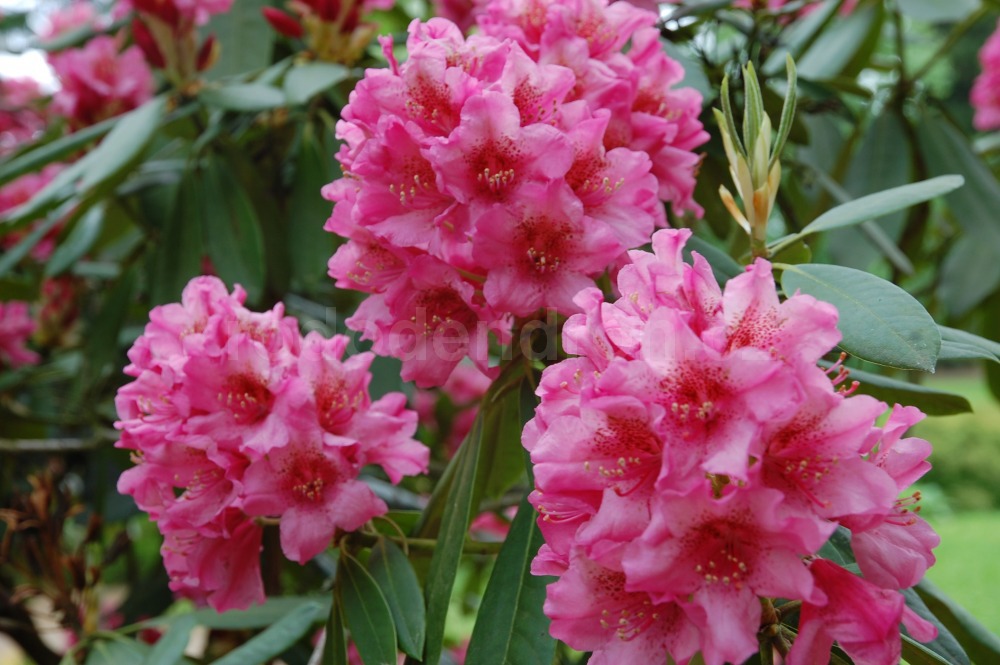 rododendron doria 4658
