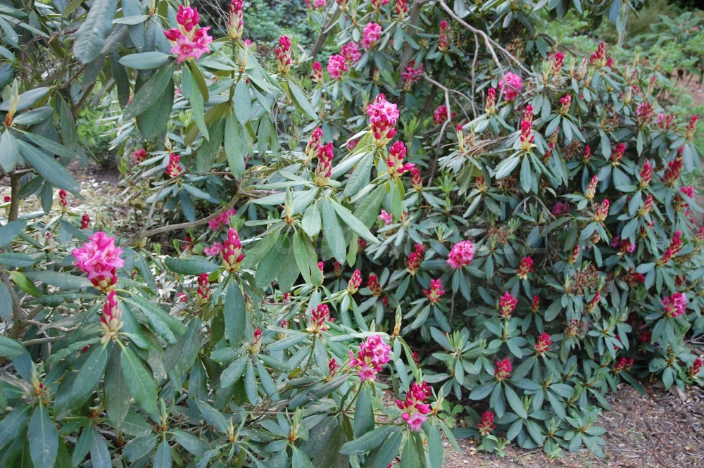 Rododendron Doria