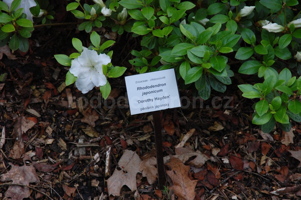 Rododendron Dorothy Hayden
