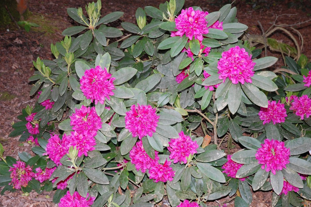 Rododendron Dr. Dresselhuys