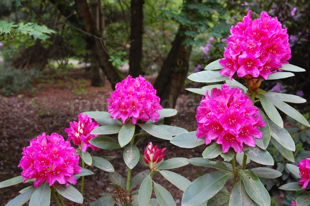 Rododendron Dr. Dresselhuys
