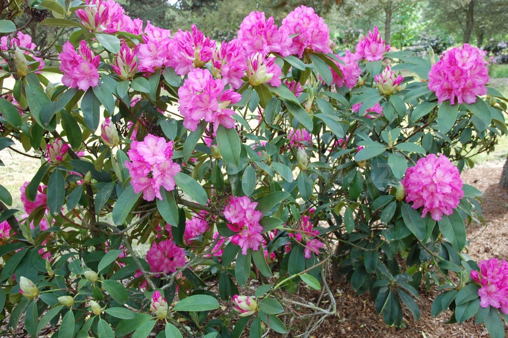 rododendron Duque De San Lucar