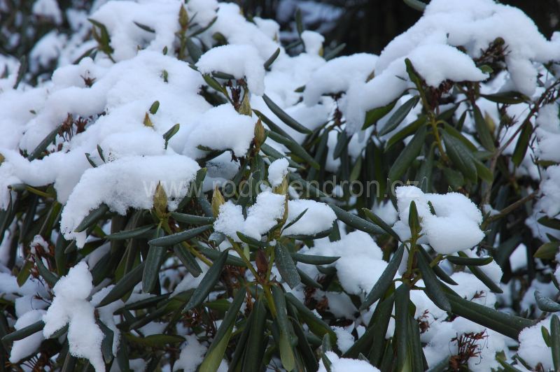 rododendrony pruhonice zima 2012 dsc 0155