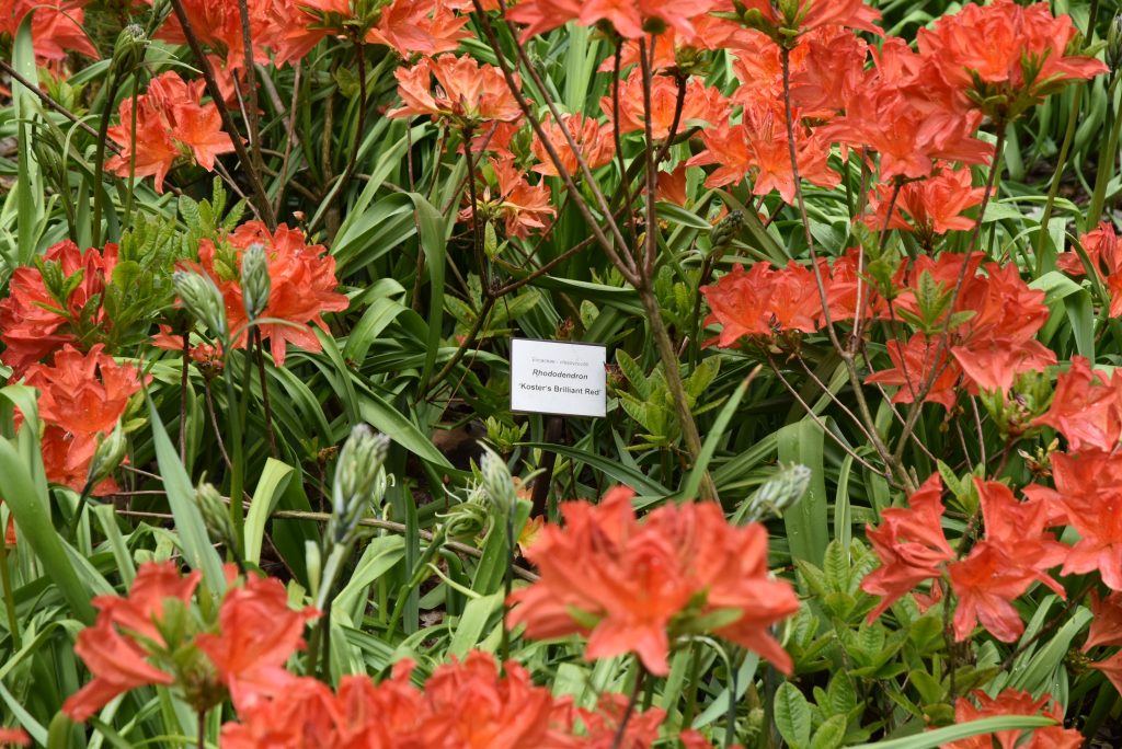Rododendron Kosters Briliant Red