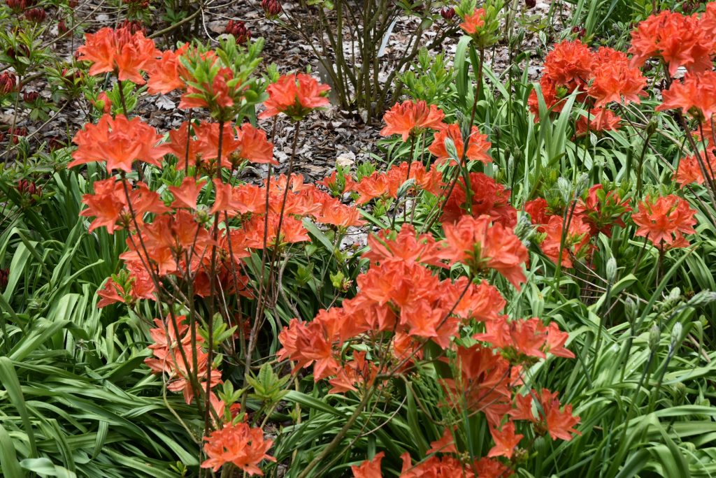 Rododendron Kosters Briliant Red