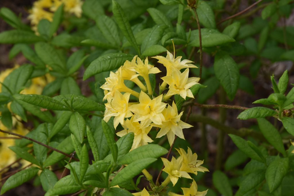 Rododendron Narcisiflorum