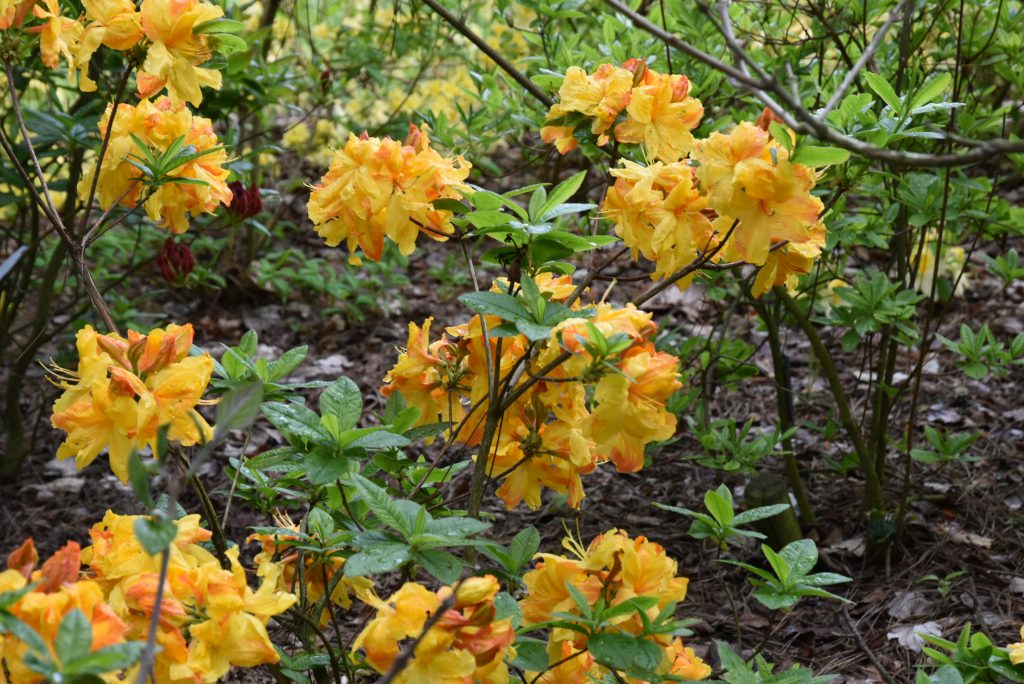 Rododendron Sunte Nectarine