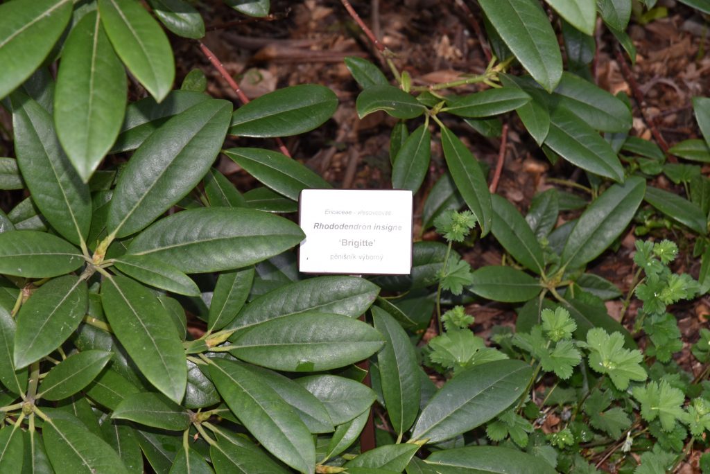 Rododendron Brigitte