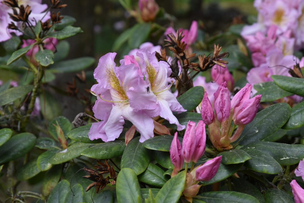 Rododendron Janet Blair
