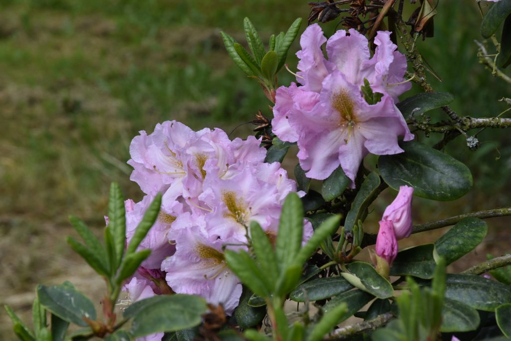 Rododendron Janet Blair