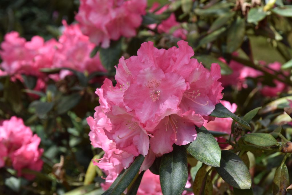 Rododendron Marlis