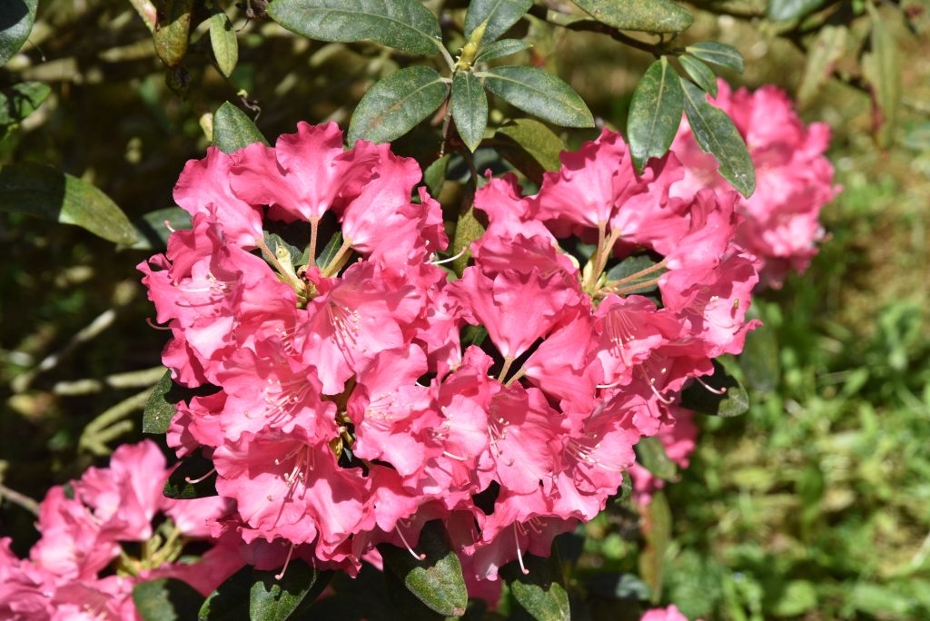 Rododendron Marlis