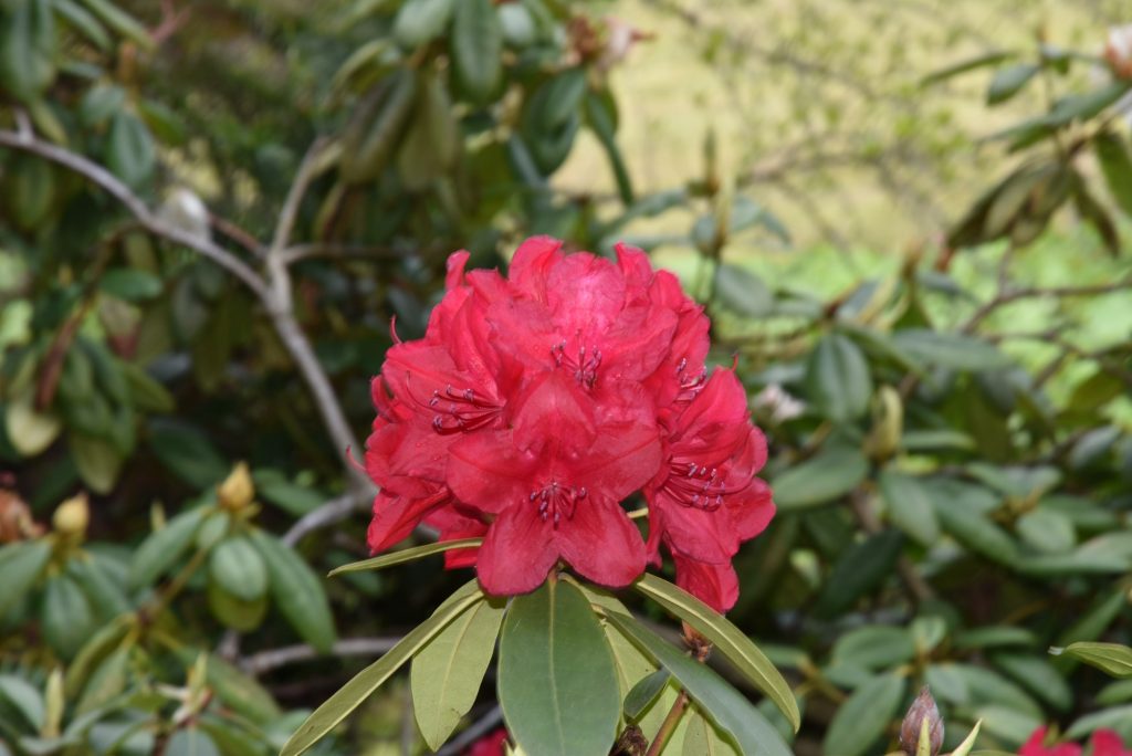 Rododendron Nicole