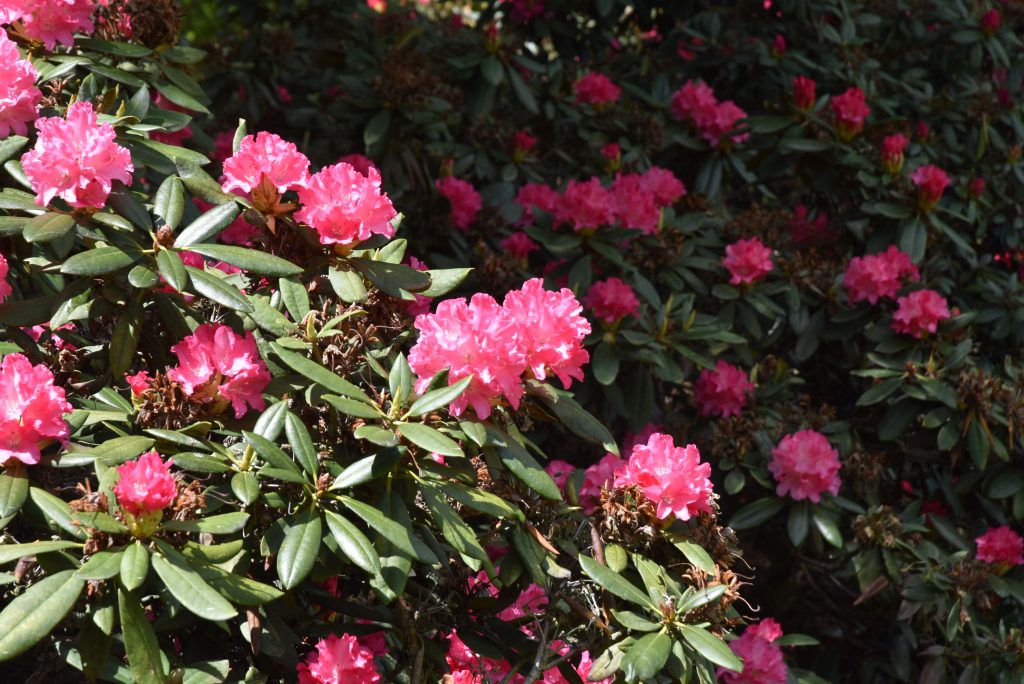 Rododendron Kantilene